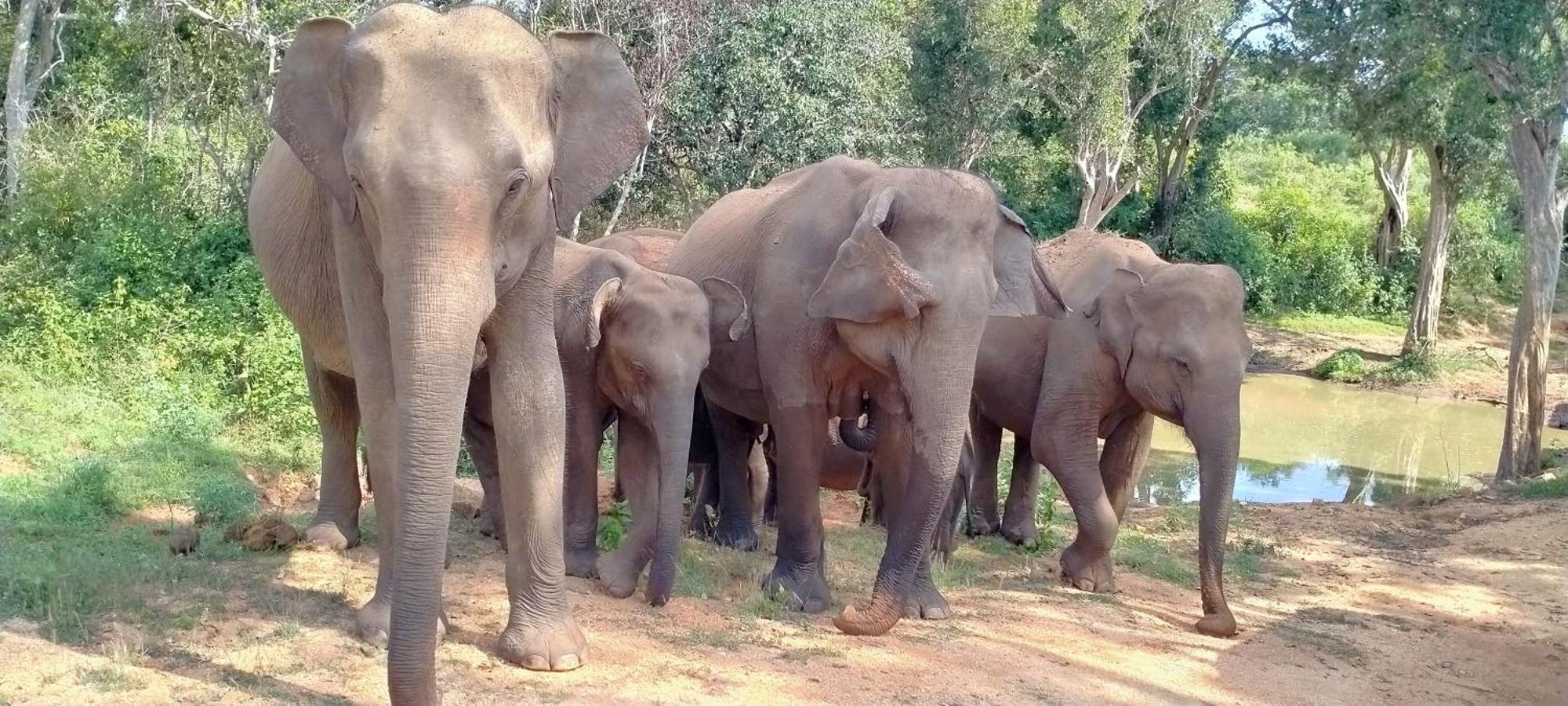 Share Safari House Udawalawe Bed and Breakfast Buitenkant foto